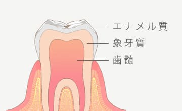 エナメル質、象牙質、歯髄